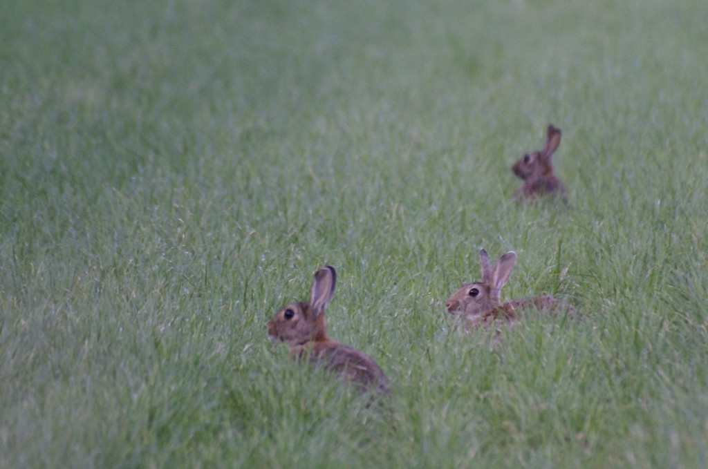 virale ziekten zorgden in Europa voor grote landschappelijke gevolgen in gebieden waar voorheen grote konijnenpopulaties waren
