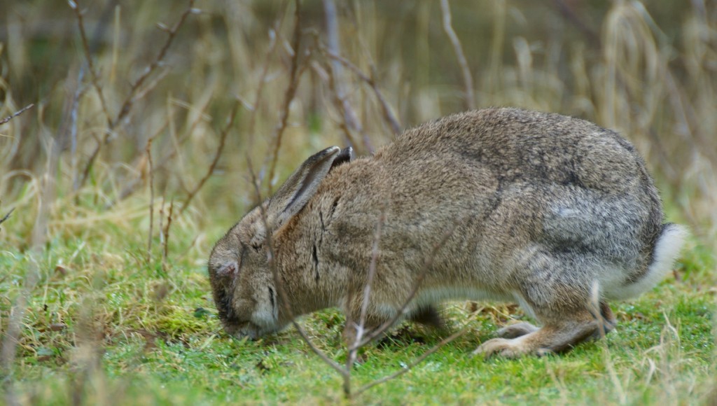 Iedere jager kent wel de myxomatose bij het konijn. Het meest kenmerkende beeld is zwelling van de oogleden en sterfte.
