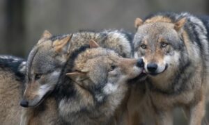 Jagersvereniging aan tafel bij gesprek over de wolf in de Tweede Kamer